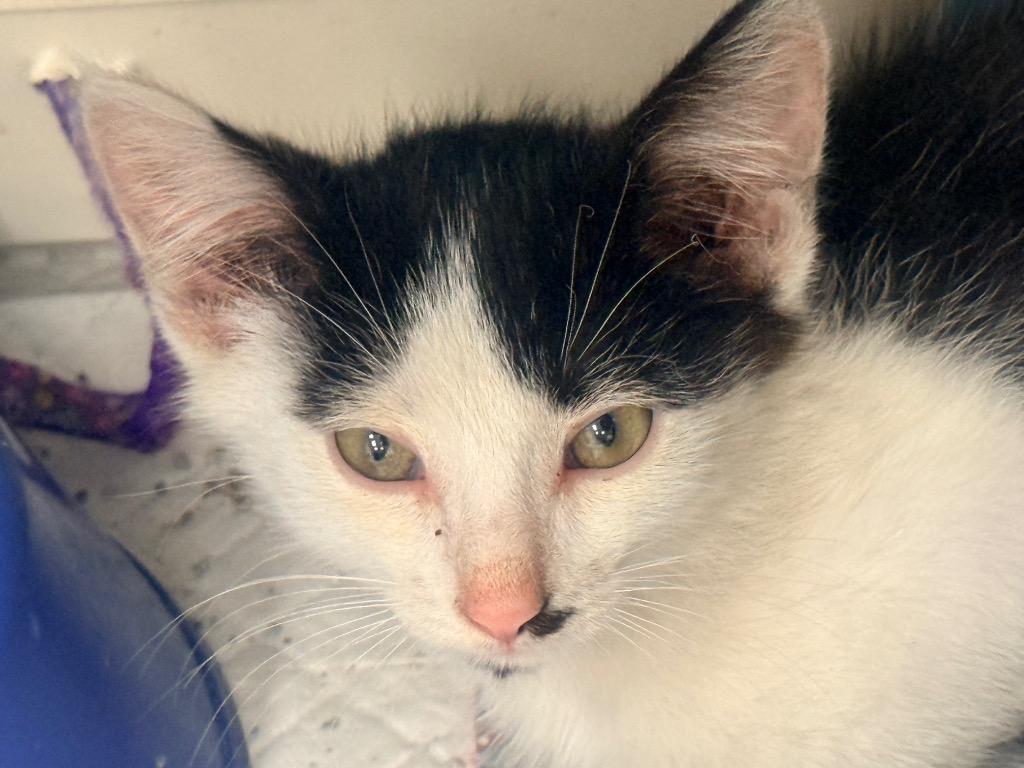 Enlarge Sprout, a Adoptable mixed breed in North Vernon, IN image 1/1