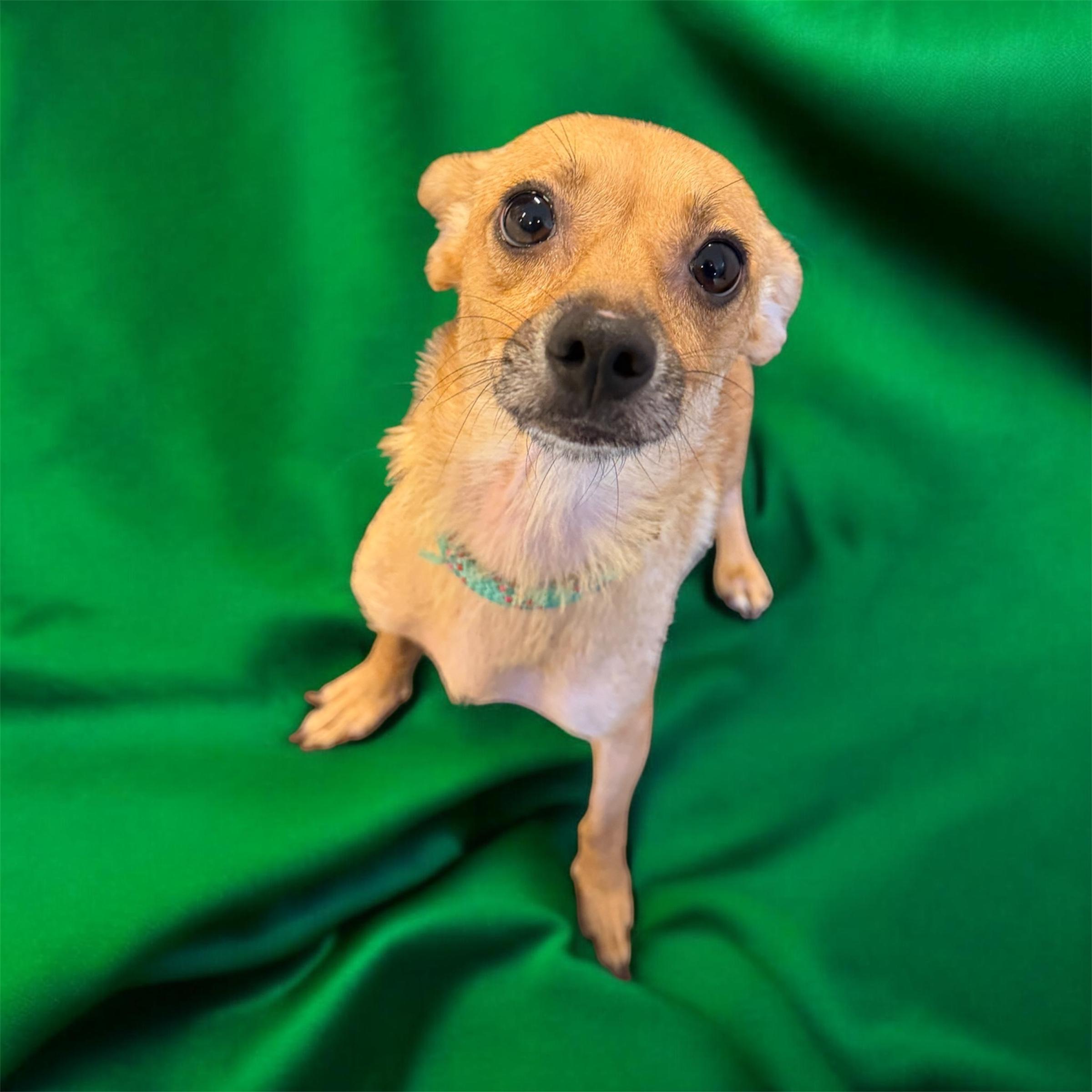 Honey, adopted, Young Female Chihuahua & Dachshund.