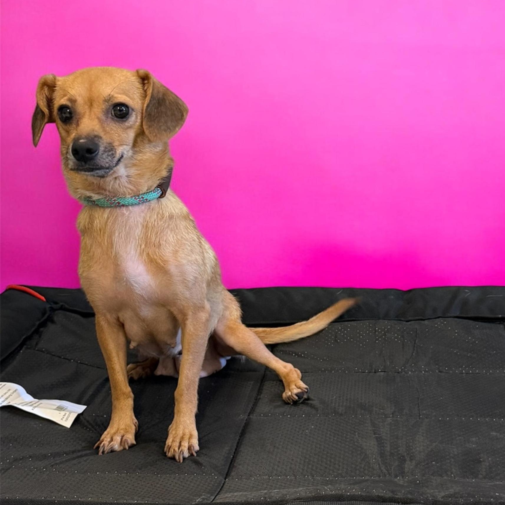Honey, an adopted mixed breed in Lebanon, TN image 3/4