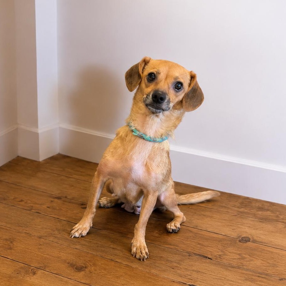 Honey, an adopted mixed breed in Lebanon, TN image 4/4