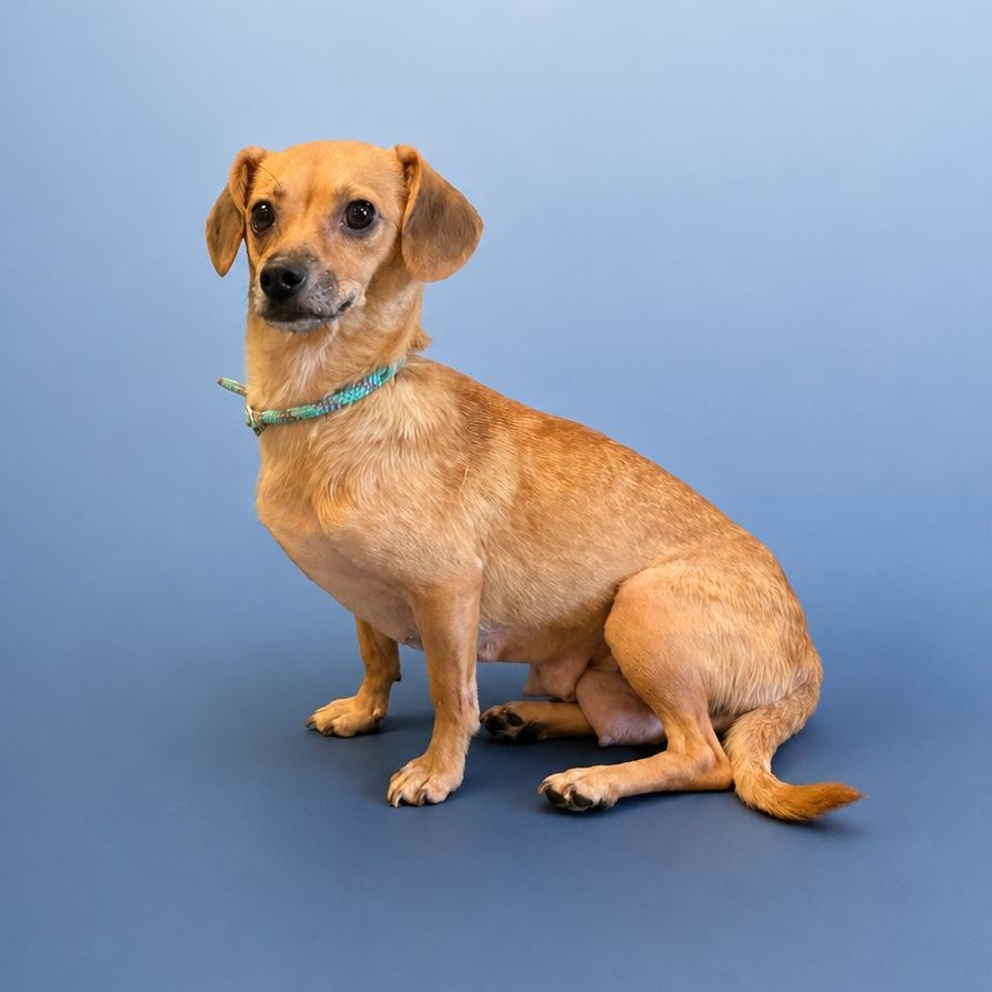 Honey, an adopted mixed breed in Lebanon, TN image 2/4