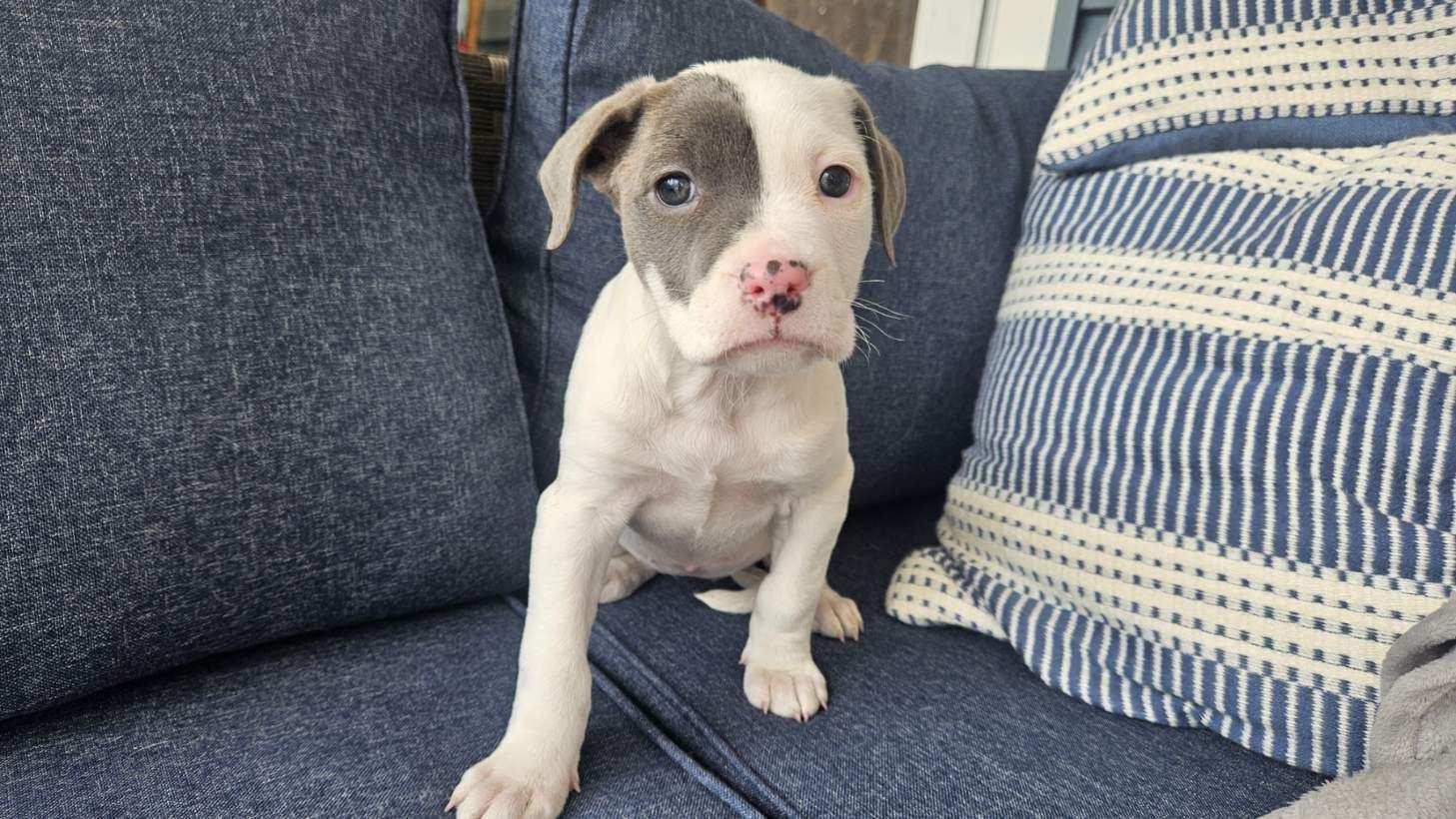 Enlarge Lucy , an adopted mixed breed in Succasunna, NJ image 2/3