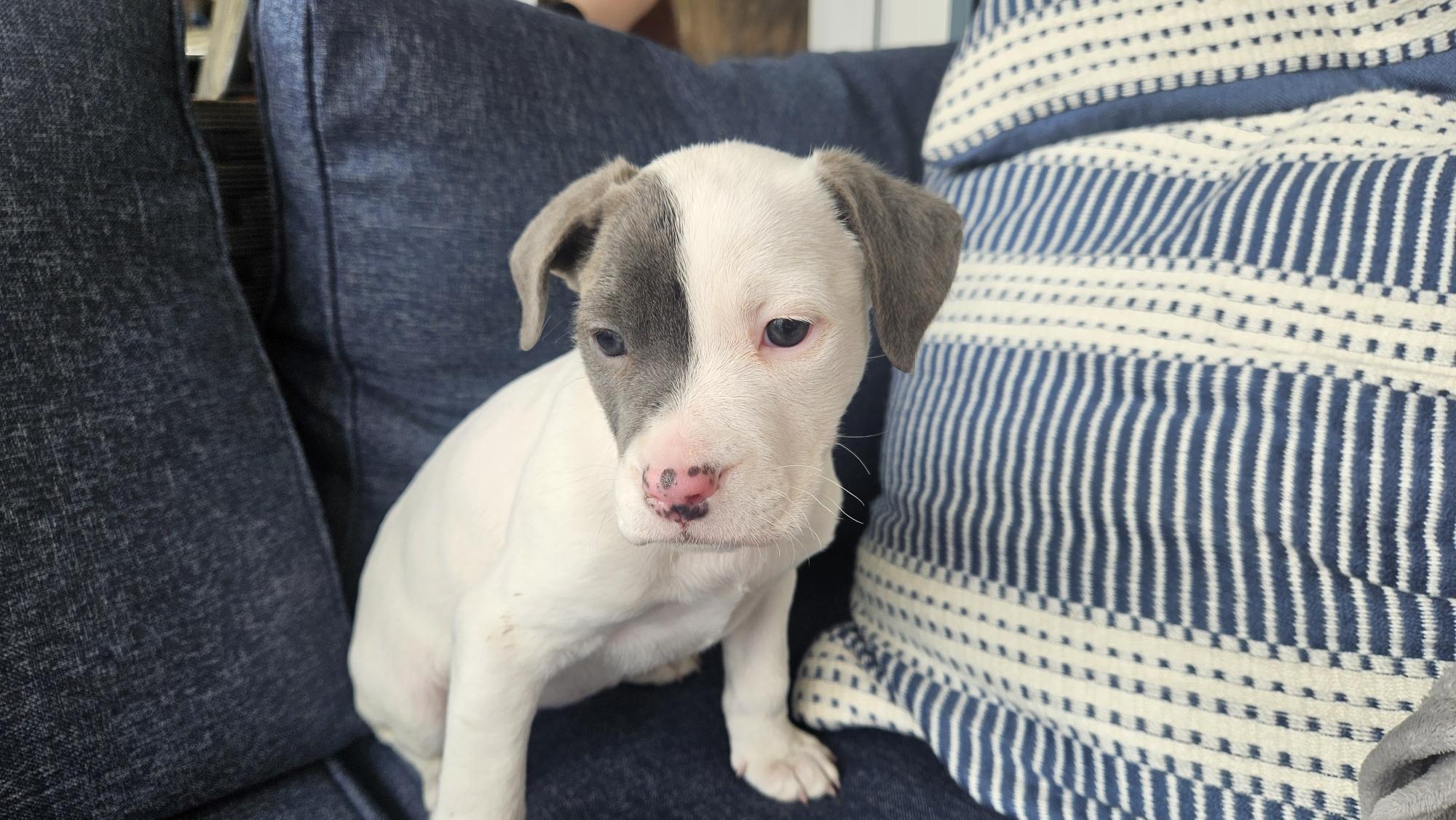 Enlarge Lucy , an adopted mixed breed in Succasunna, NJ image 3/3