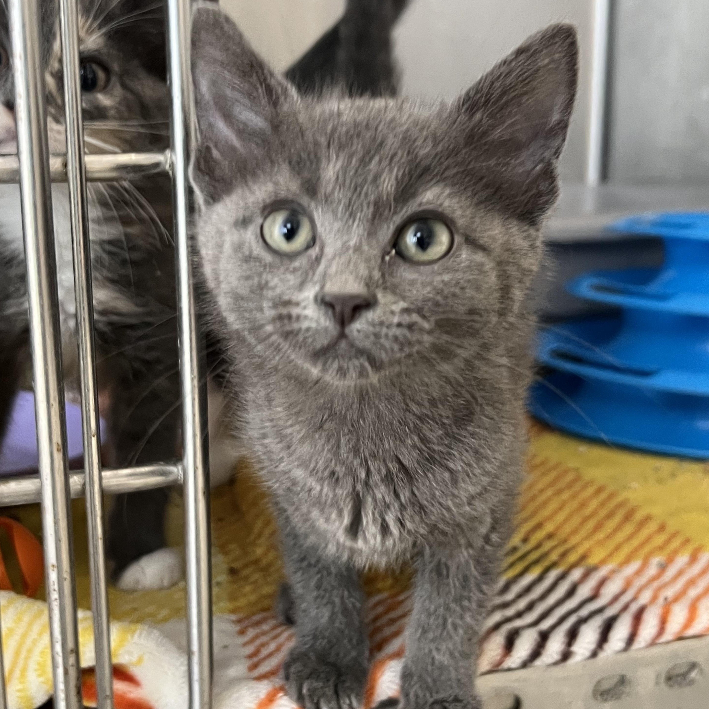 Enlarge KITTENS, a ADOPTABLE mixed breed in Mount Pleasant, MI image 2/5