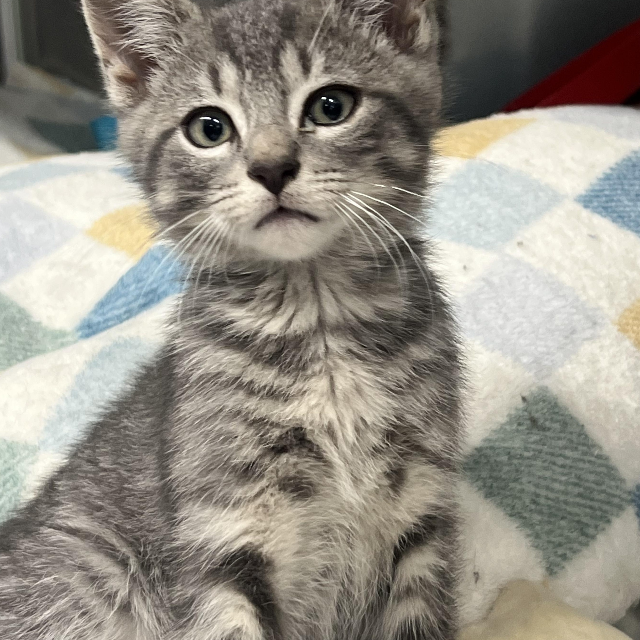 Enlarge KITTENS, a ADOPTABLE mixed breed in Mount Pleasant, MI image 4/5