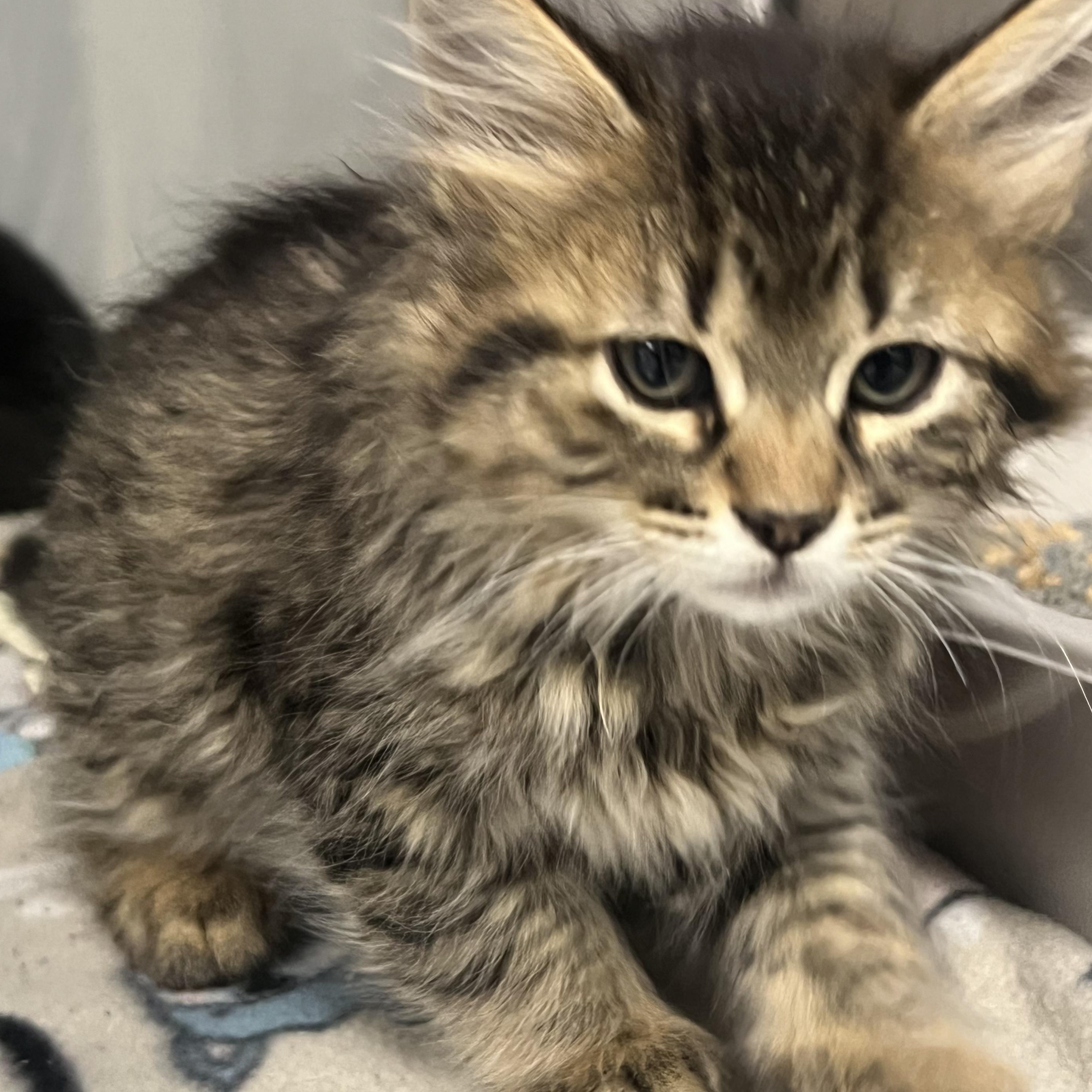 Enlarge KITTENS, a ADOPTABLE mixed breed in Mount Pleasant, MI image 5/5