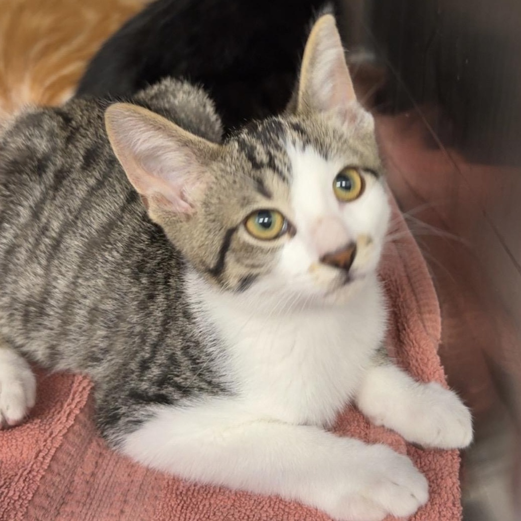 Enlarge KITTENS, a ADOPTABLE mixed breed in Mount Pleasant, MI image 3/5