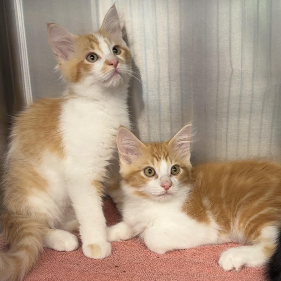 Enlarge KITTENS, a ADOPTABLE mixed breed in Mount Pleasant, MI image 1/5
