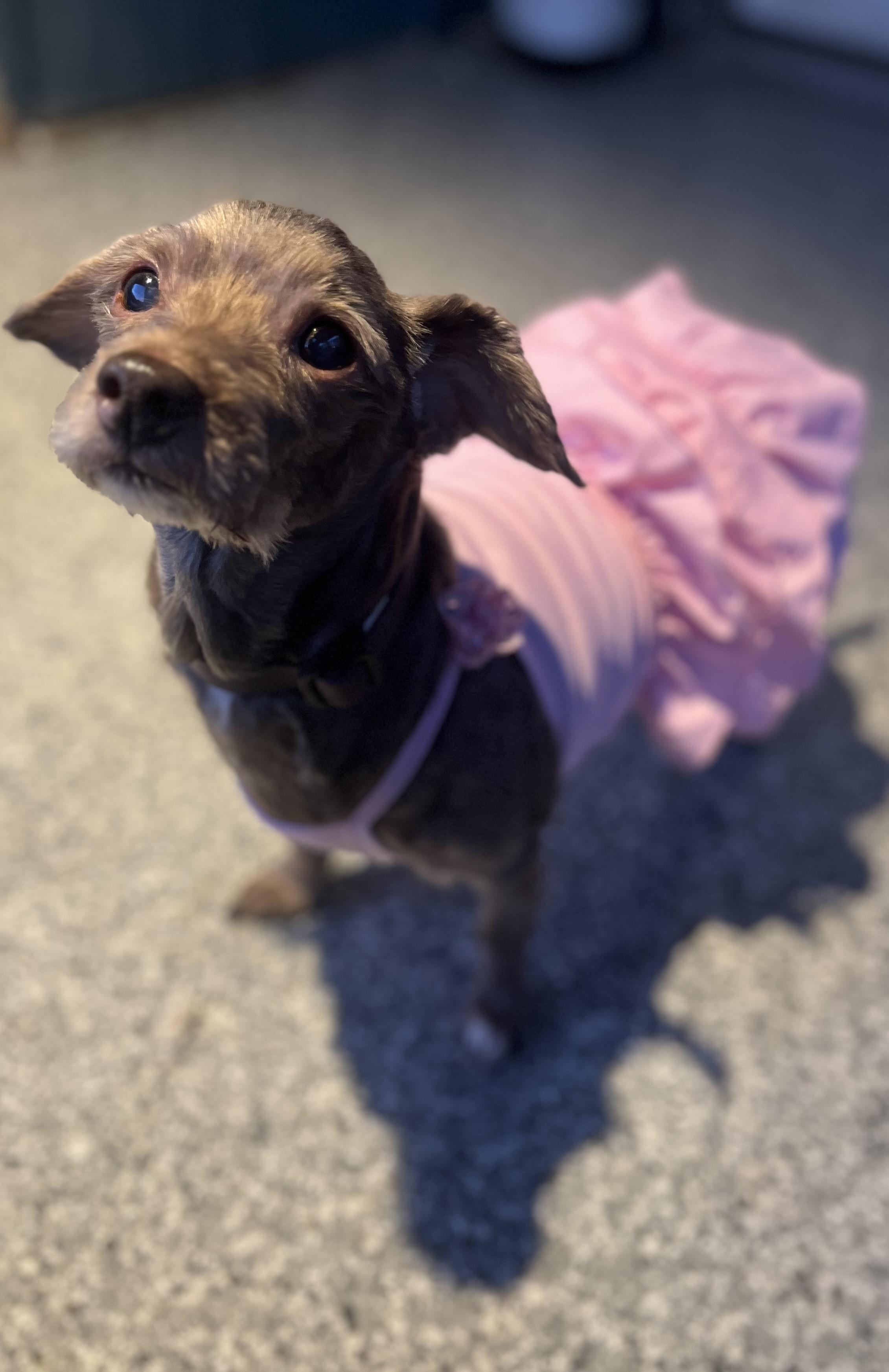 Minnie, an adoptable Havanese in Blackstone, MA, 01504 | Photo Image 1