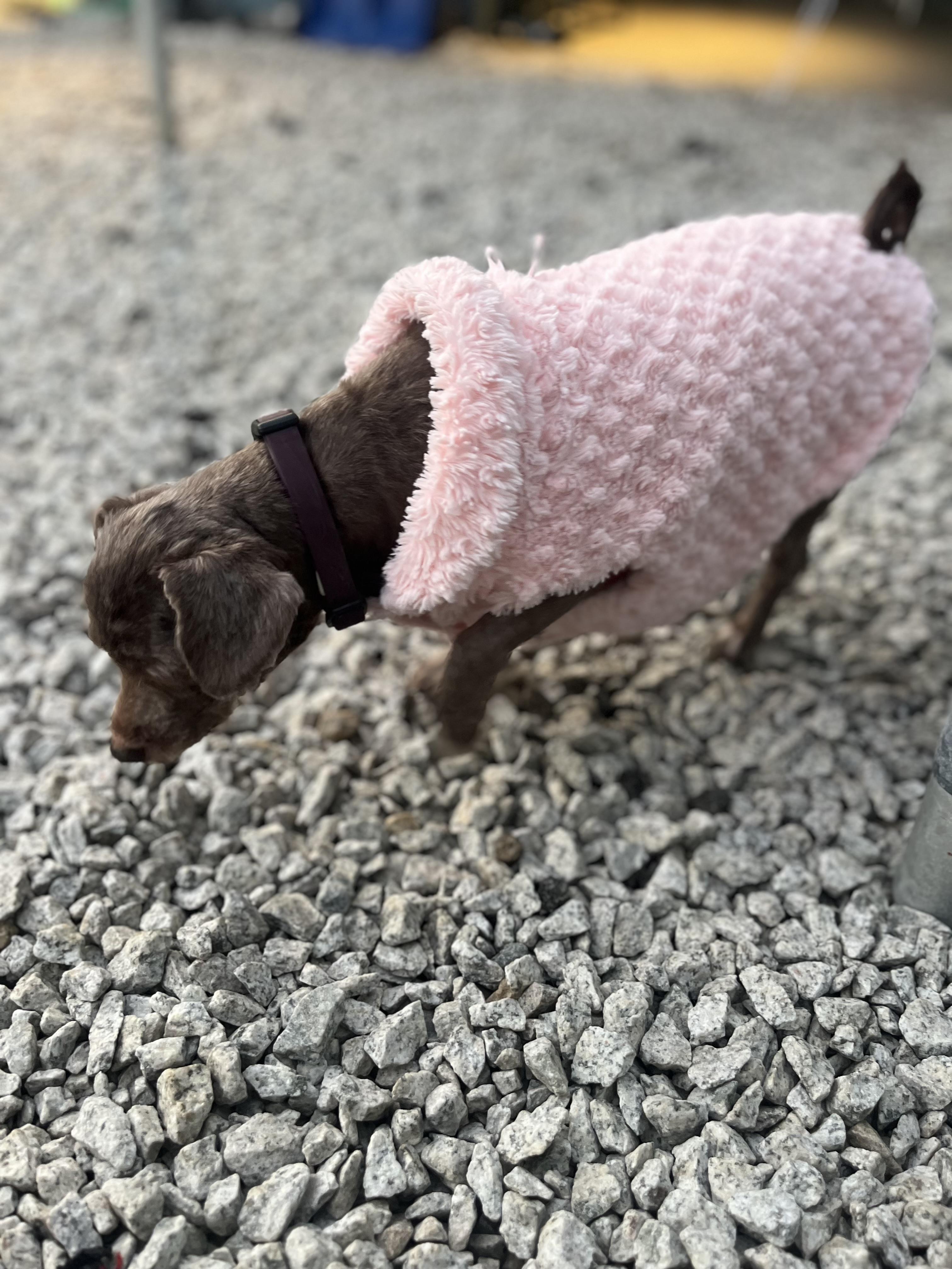 Minnie, an adoptable Havanese in Blackstone, MA, 01504 | Photo Image 4