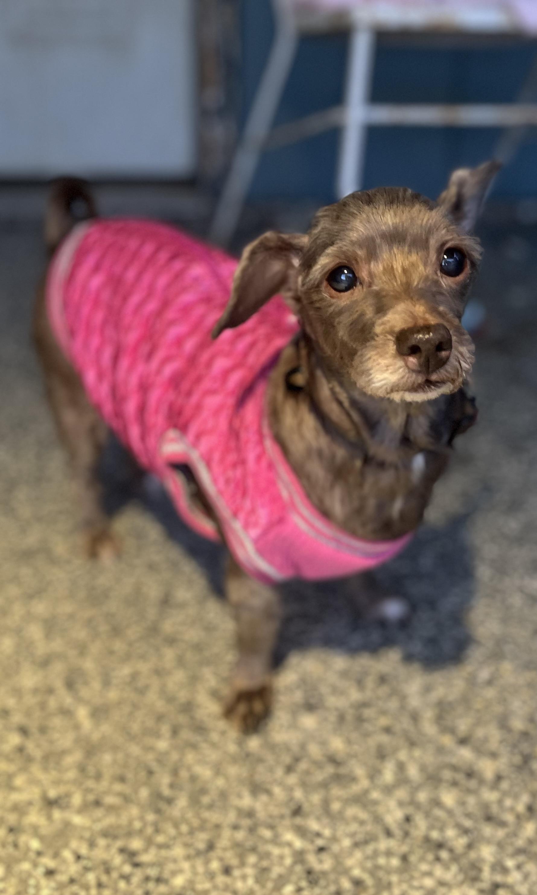 Minnie, an adoptable Havanese in Blackstone, MA, 01504 | Photo Image 2