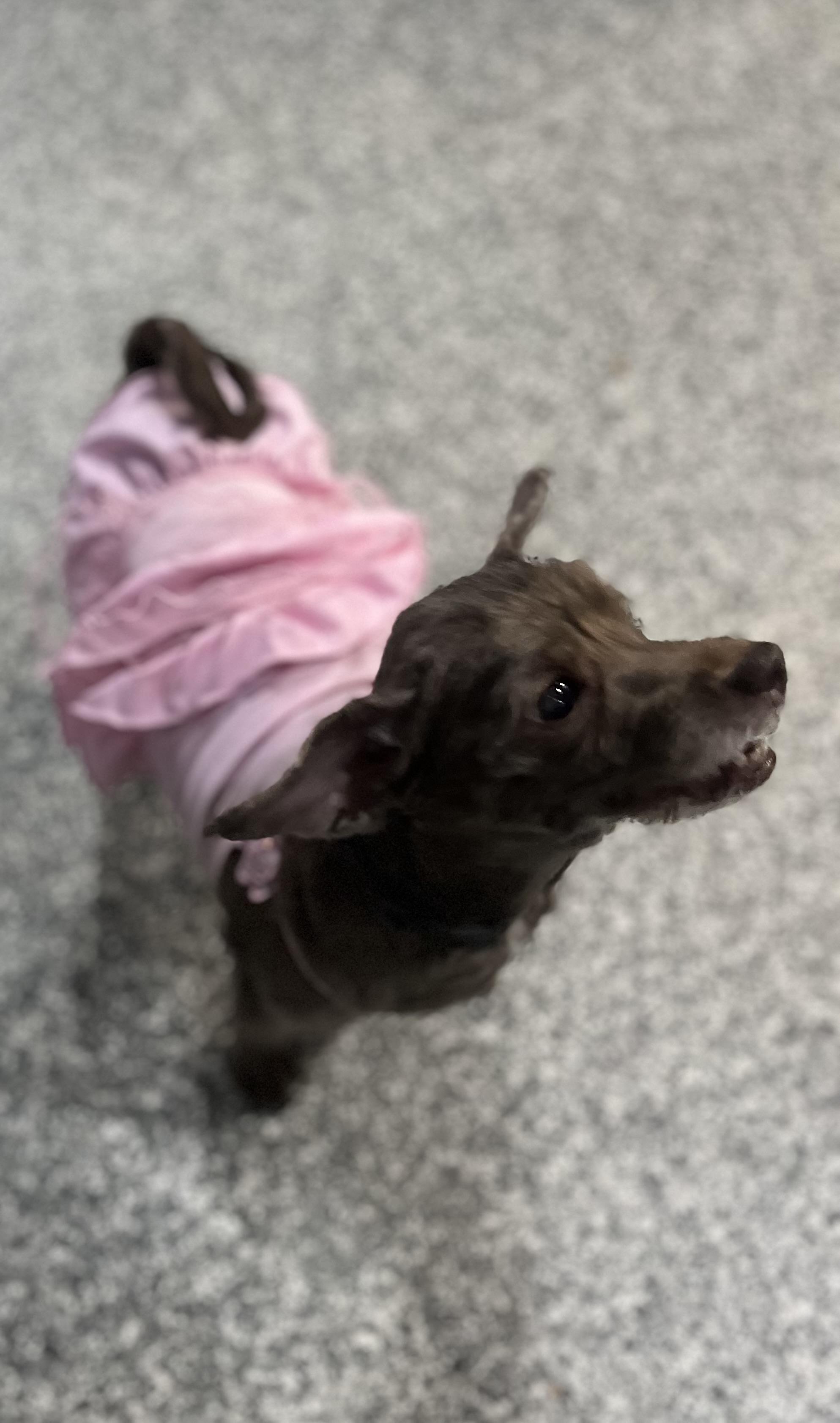 Minnie, an adoptable Havanese in Blackstone, MA, 01504 | Photo Image 6