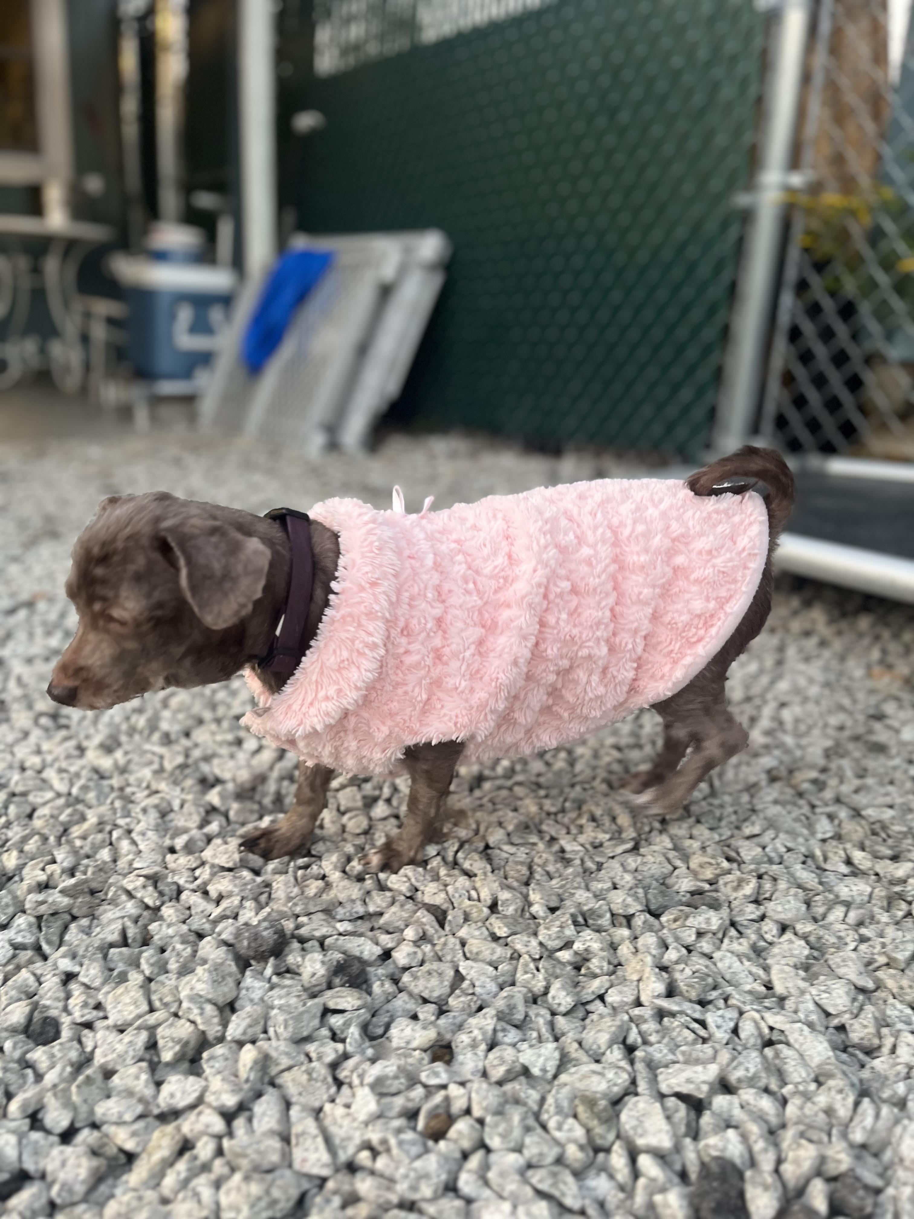 Minnie, an adoptable Havanese in Blackstone, MA, 01504 | Photo Image 3