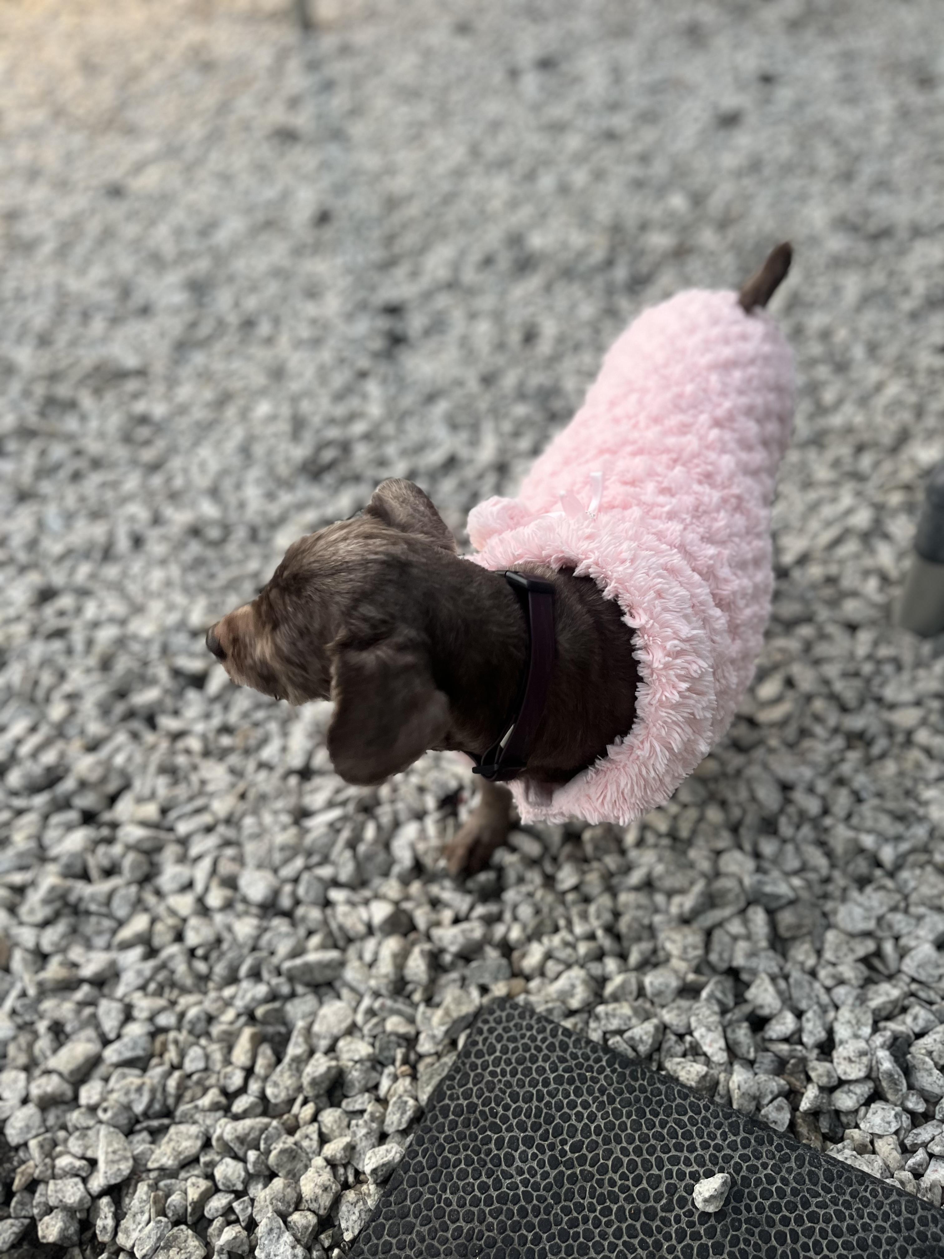 Minnie, an adoptable Havanese in Blackstone, MA, 01504 | Photo Image 5