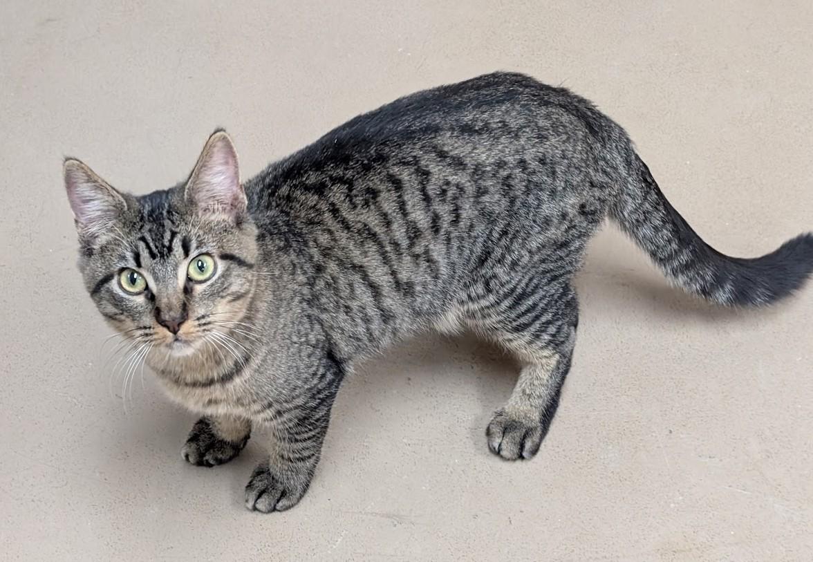 Little Tike, a Adoptable Tabby in Carthage, IL image 1/4