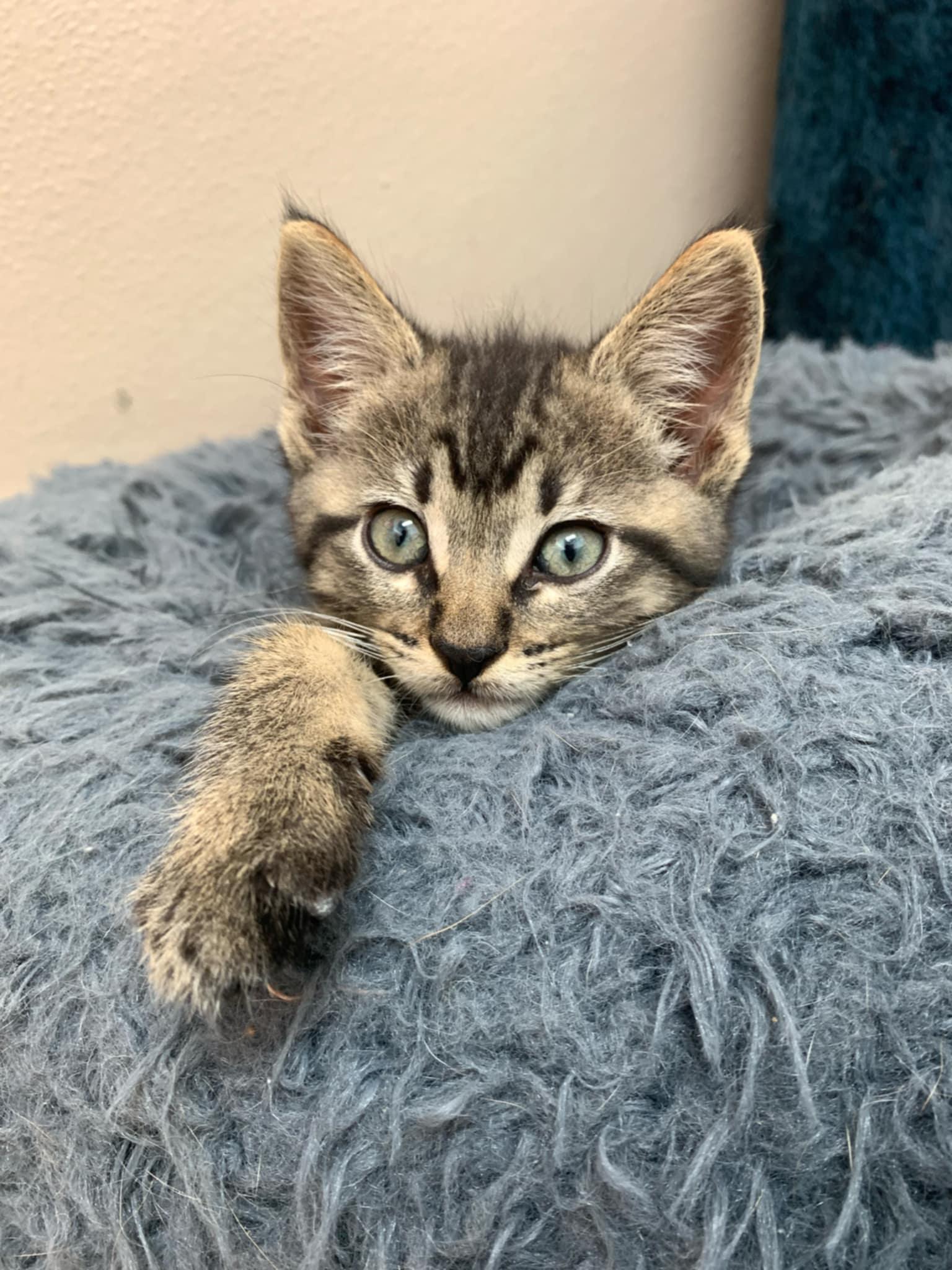 Little Tike
