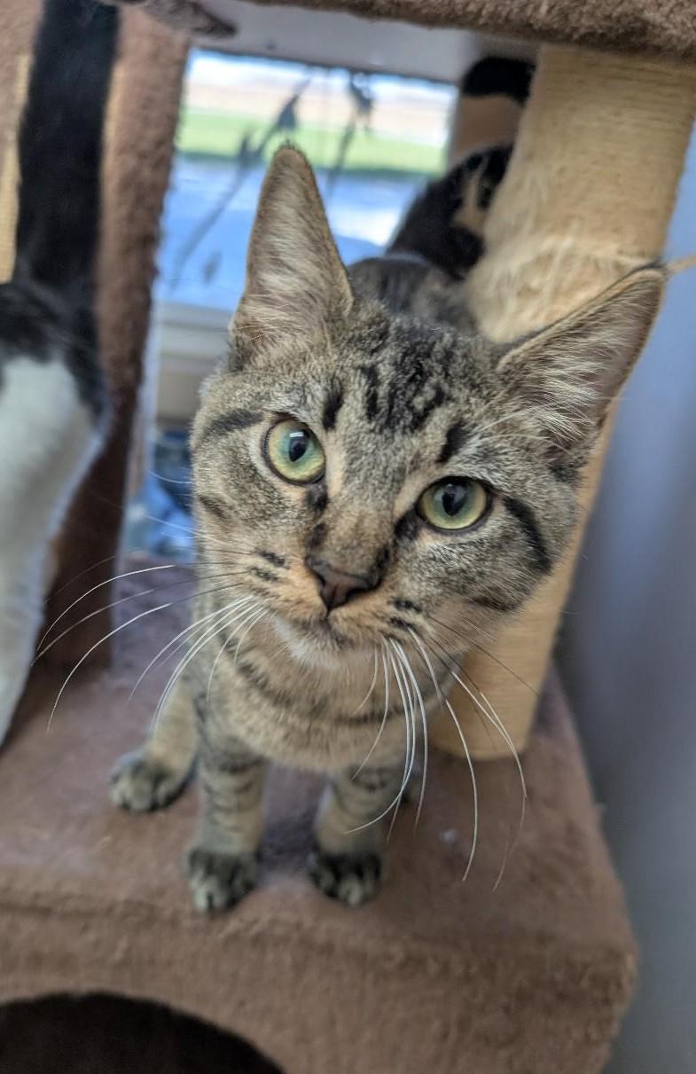 Little Tike, a Adoptable Tabby in Carthage, IL image 2/4