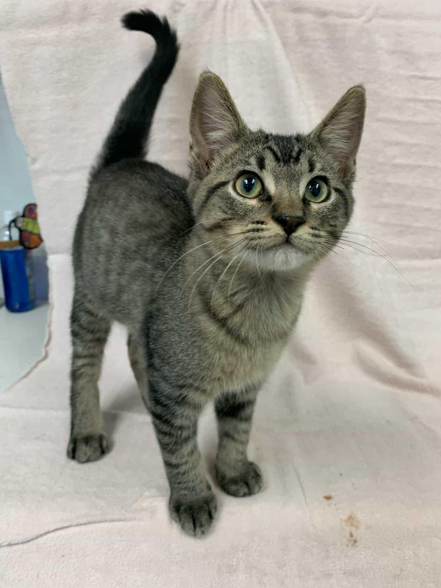 Little Tike, a Adoptable Tabby in Carthage, IL image 3/4