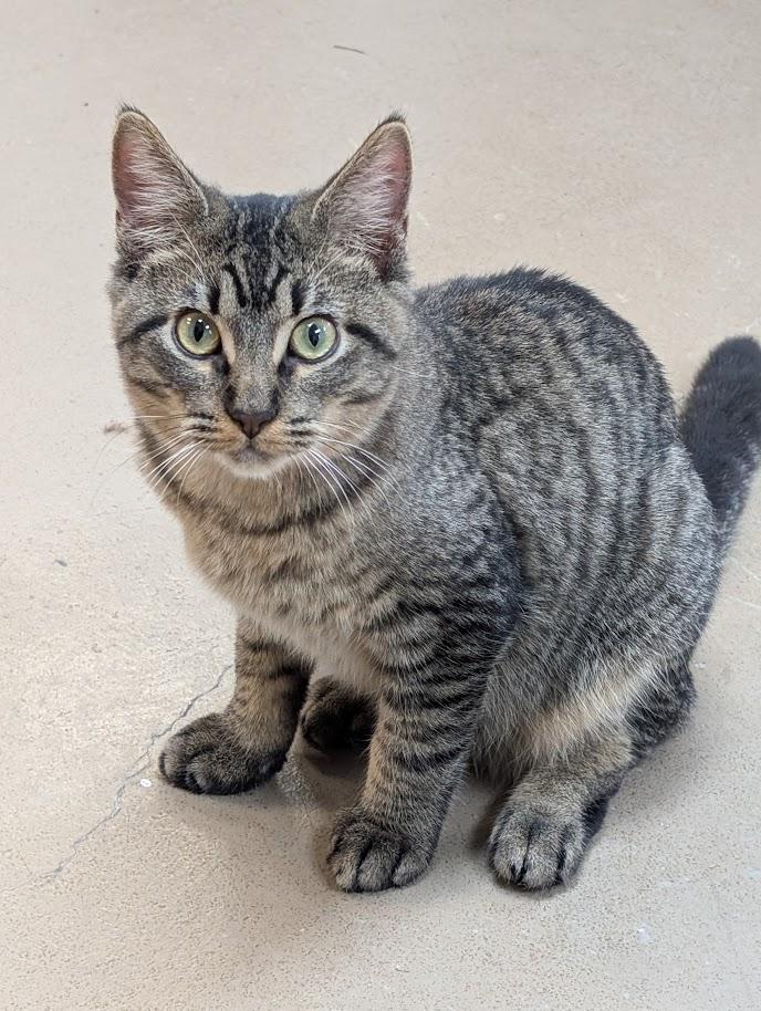 Little Tike, Adoptable, Young Male Tabby.