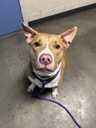 Enlarge Jameson, a ADOPTABLE Mixed Breed in DeKalb, IL image 3/3