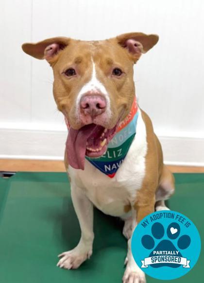 Jameson, ADOPTABLE, Adult Male Mixed Breed.