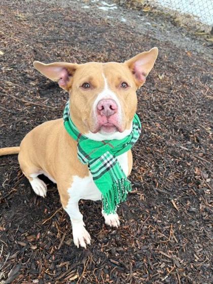 Enlarge Jameson, a ADOPTABLE Mixed Breed in DeKalb, IL image 2/3