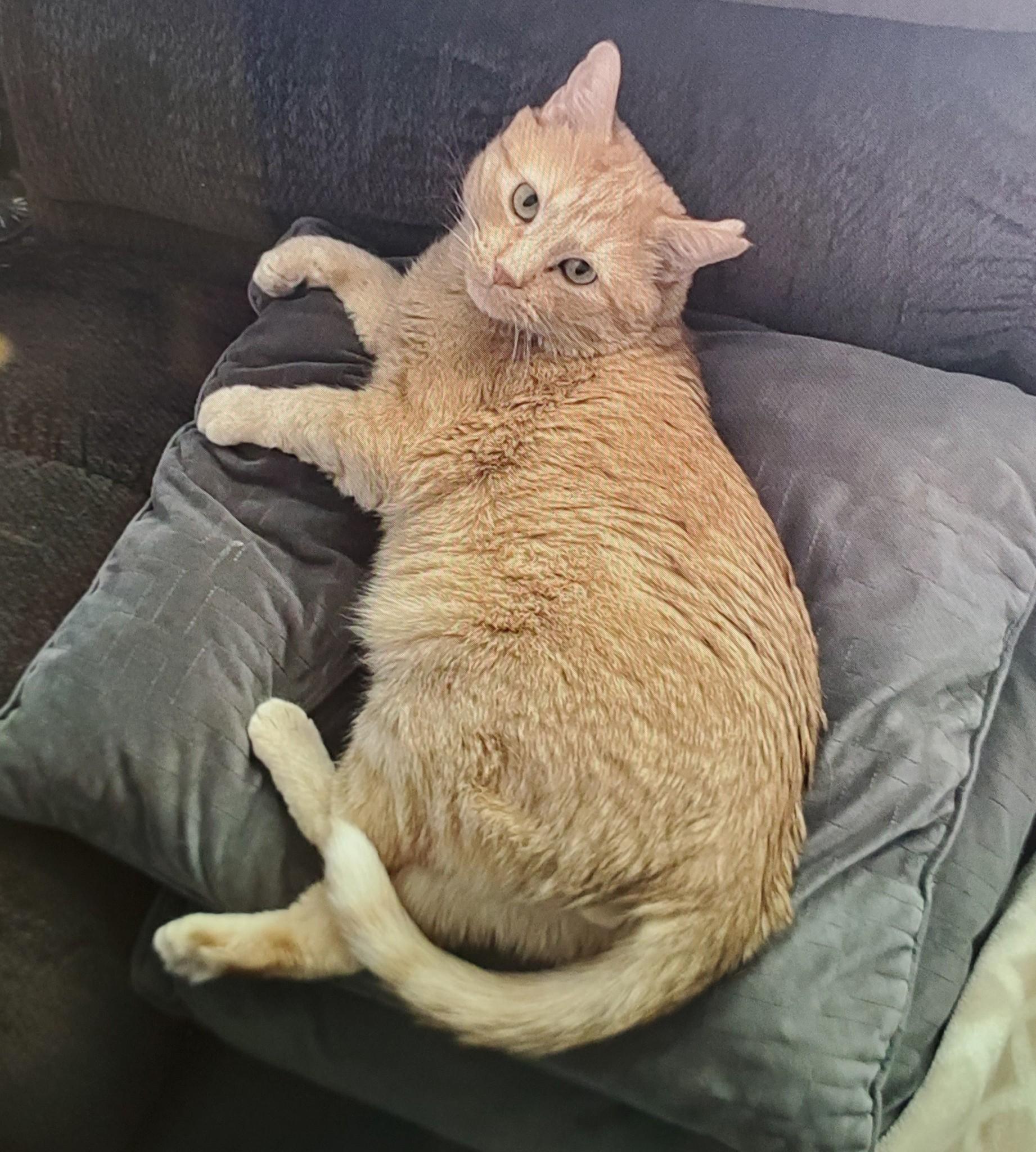 Enlarge OLIVER, a Adoptable Domestic Short Hair in Brighton, CO image 1/1