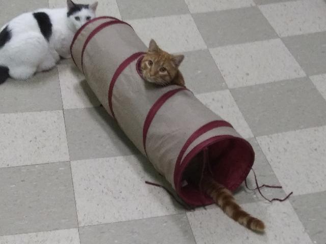 Waffles, adopted, Young Male Domestic Short Hair.