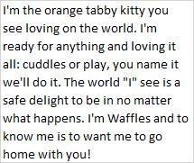 Enlarge Waffles, an adopted Domestic Short Hair in Libby, MT image 2/4