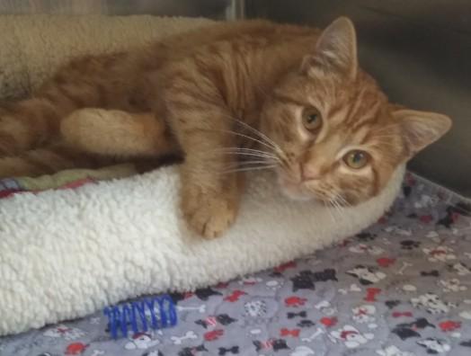 Enlarge Waffles, an adopted Domestic Short Hair in Libby, MT image 3/4