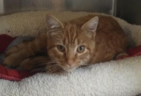 Enlarge Waffles, an adopted Domestic Short Hair in Libby, MT image 4/4