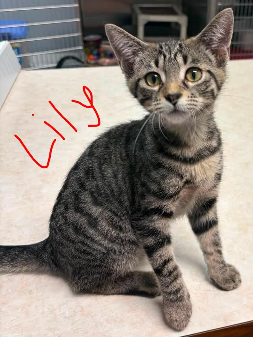 Lily, Adoptable, Young Female Domestic Short Hair.