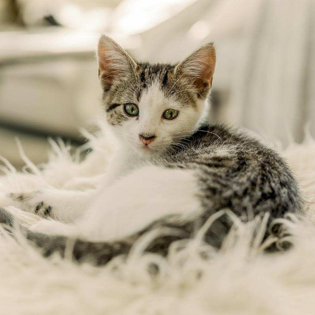 Maisy, Adoptable, Kitten Female Domestic Short Hair.