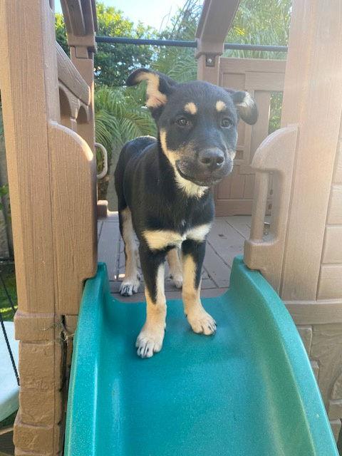 Cassie, Adoptable, Young Female Shepherd.