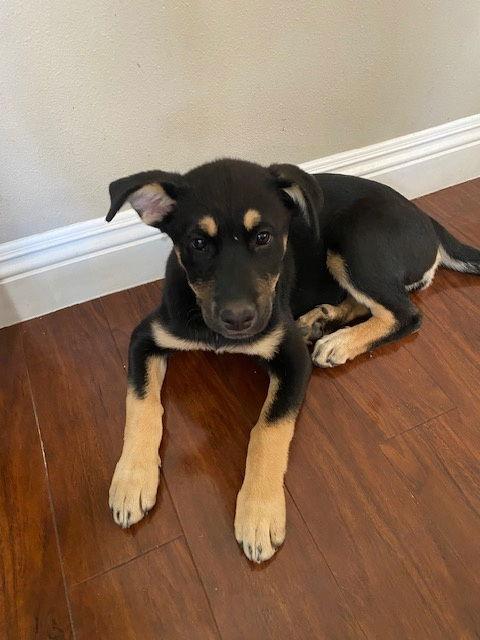 Cassie, a Adoptable Shepherd in San Juan Capistrano, CA image 2/3