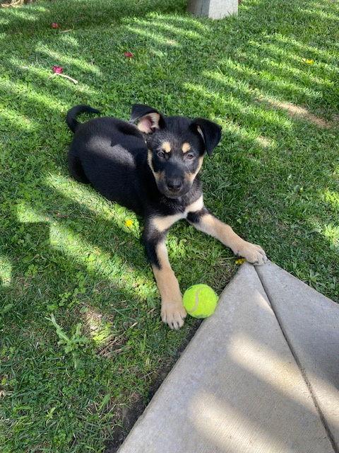 Cassie, a Adoptable Shepherd in San Juan Capistrano, CA image 3/3