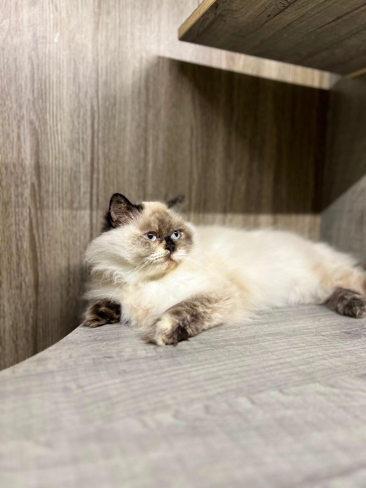 Enlarge Luna, the Gorgeous Himalayan Girl, a Adoptable mixed breed in Somerset, NJ image 3/4