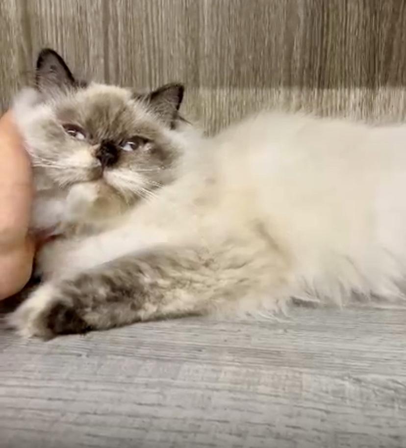Luna, the Gorgeous Himalayan Girl, Adoptable, Young Female Persian & Domestic Long Hair.