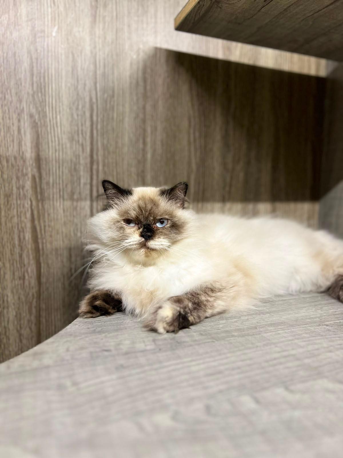 Enlarge Luna, the Gorgeous Himalayan Girl, a Adoptable mixed breed in Somerset, NJ image 2/4