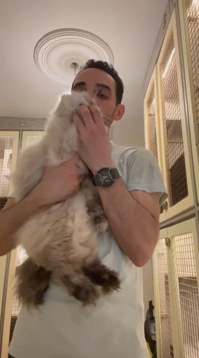 Enlarge Luna, the Gorgeous Himalayan Girl, a Adoptable mixed breed in Somerset, NJ video 4/4