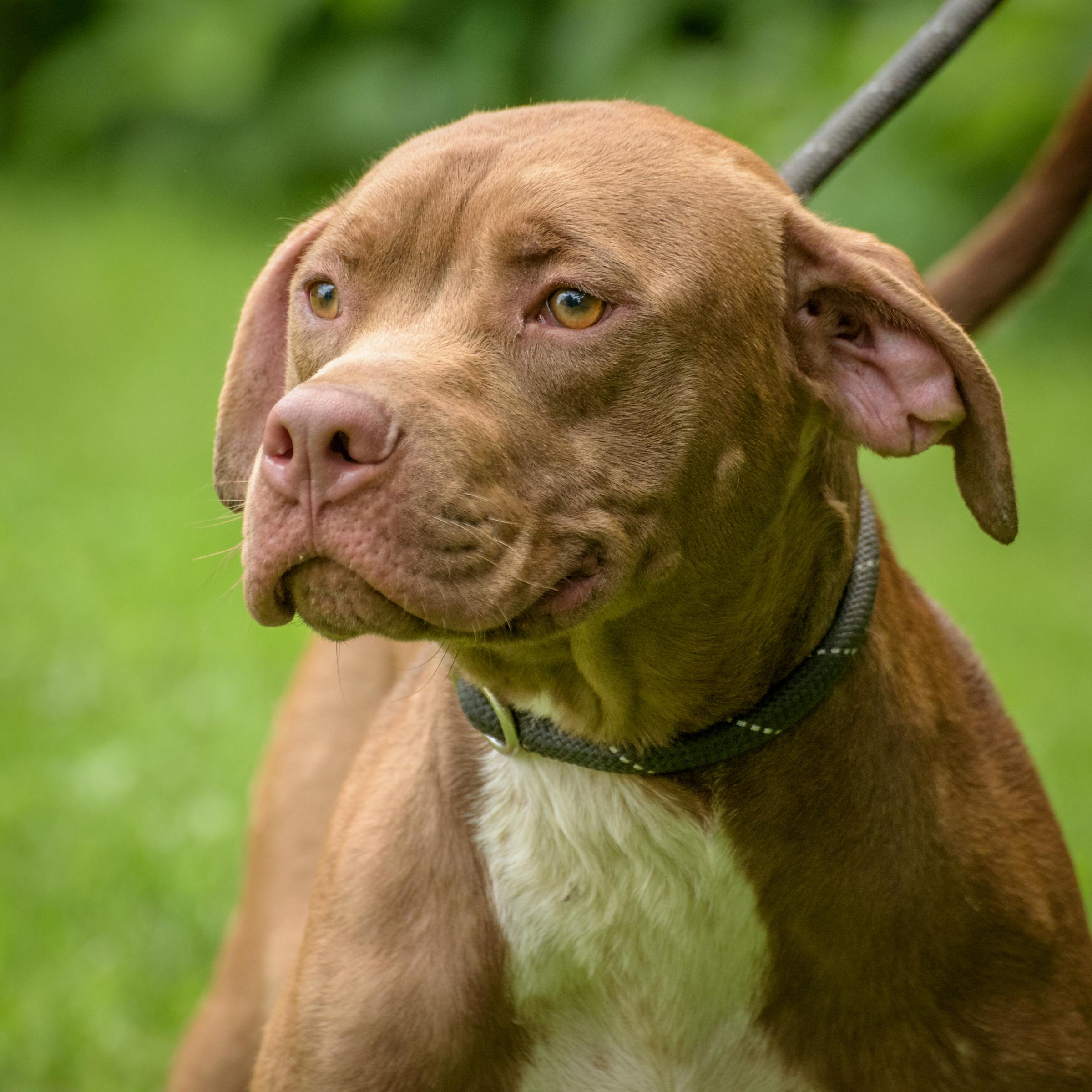 Paxton - CTS2025, Young Male unknown