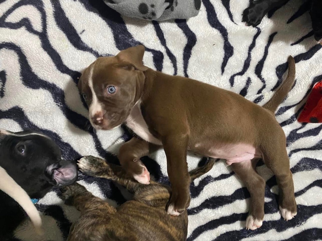 Enlarge Aro, a Adopted mixed breed in Ontario, NY image 1/5