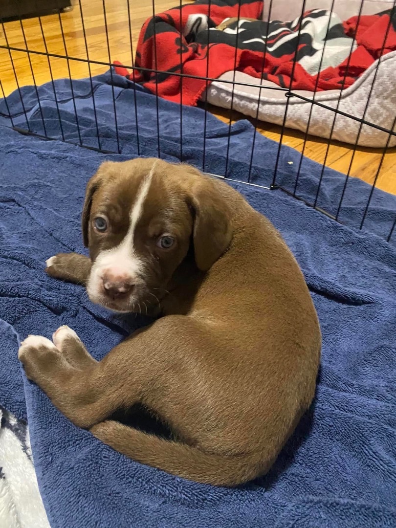 Enlarge Aro, a Adopted mixed breed in Ontario, NY image 2/5