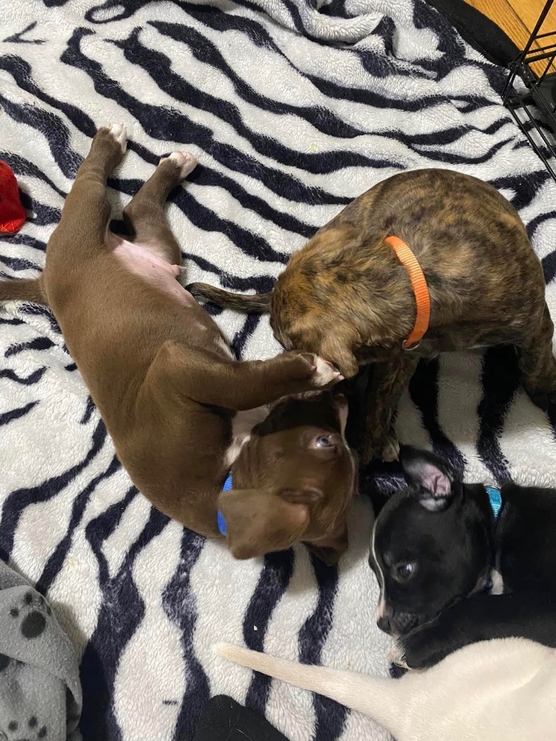 Enlarge Aro, a Adopted mixed breed in Ontario, NY image 3/5