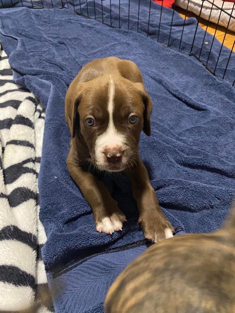 Enlarge Aro, a Adopted mixed breed in Ontario, NY image 4/5