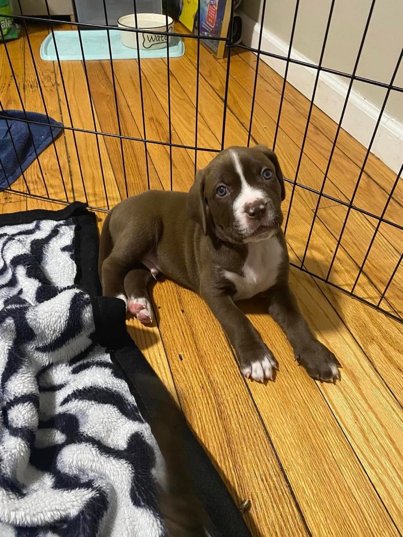 Enlarge Aro, a Adopted mixed breed in Ontario, NY image 5/5