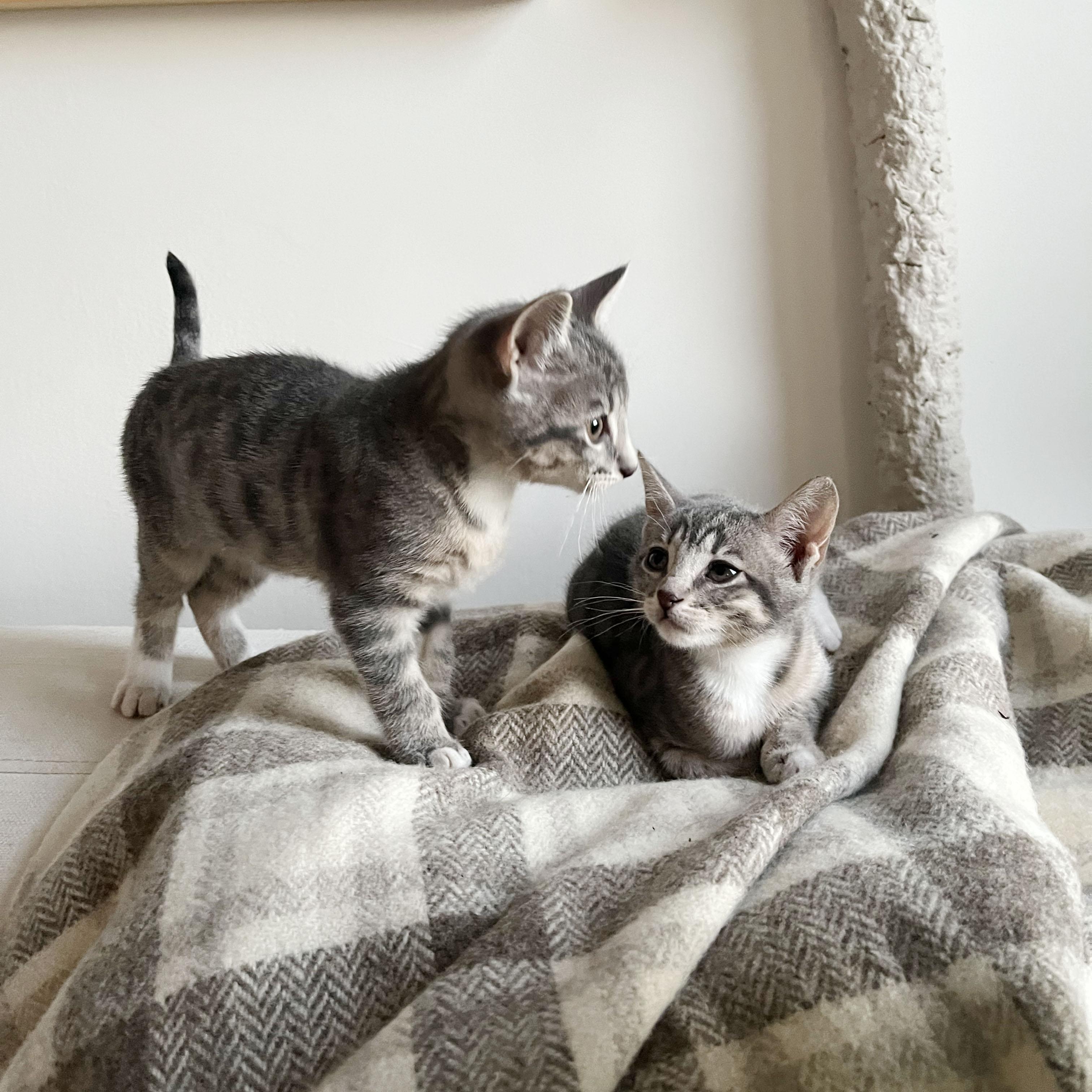 Enlarge Paper Plane + Crane, an adopted Domestic Short Hair in BROOKLYN, NY image 5/6