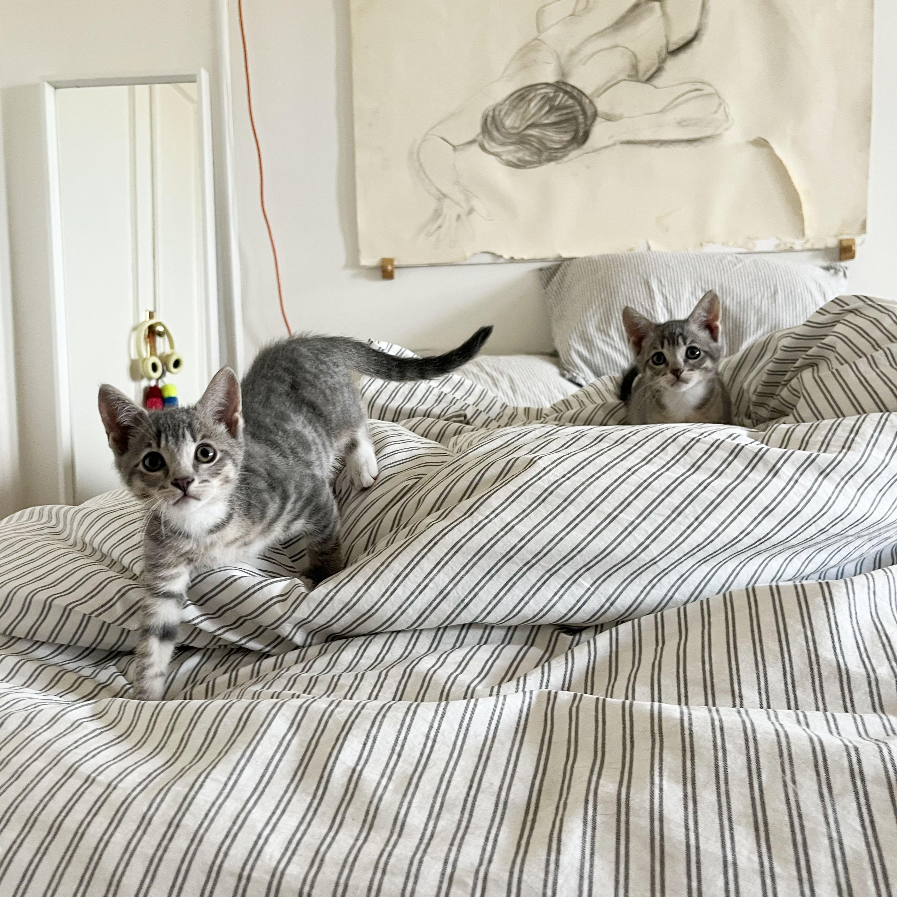 Enlarge Paper Plane + Crane, an adopted Domestic Short Hair in BROOKLYN, NY image 3/6