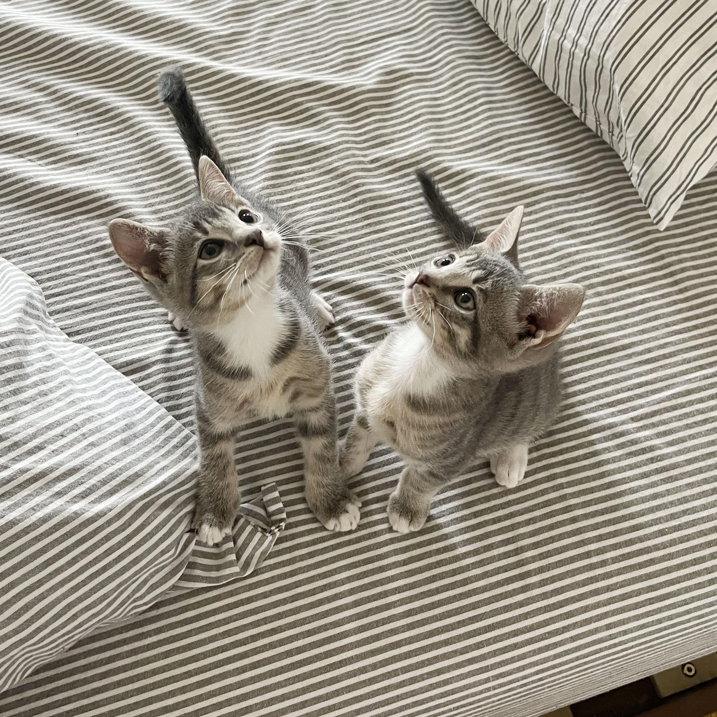 Paper Plane + Crane, adopted, Kitten Male Domestic Short Hair.