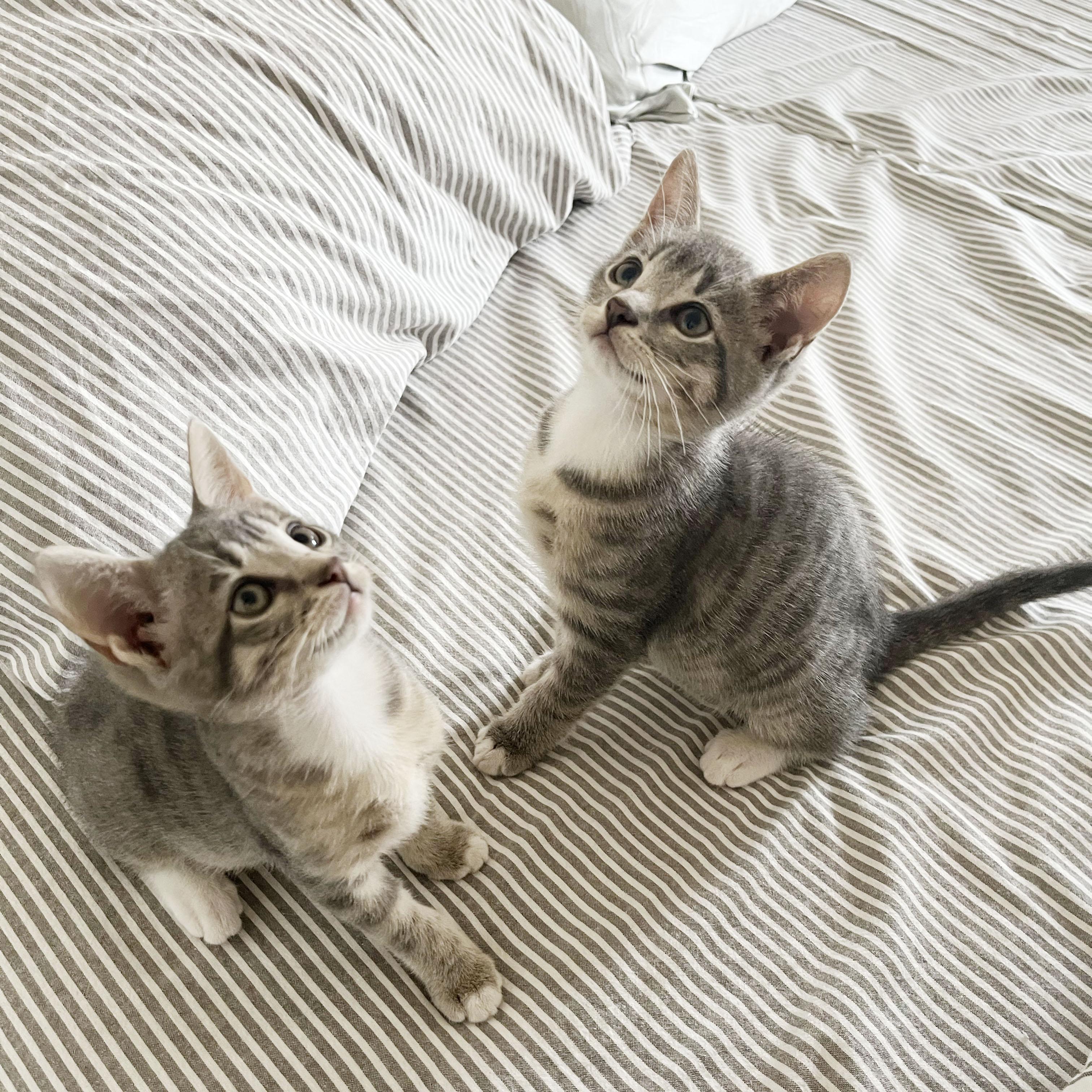 Enlarge Paper Plane + Crane, an adopted Domestic Short Hair in BROOKLYN, NY image 2/6